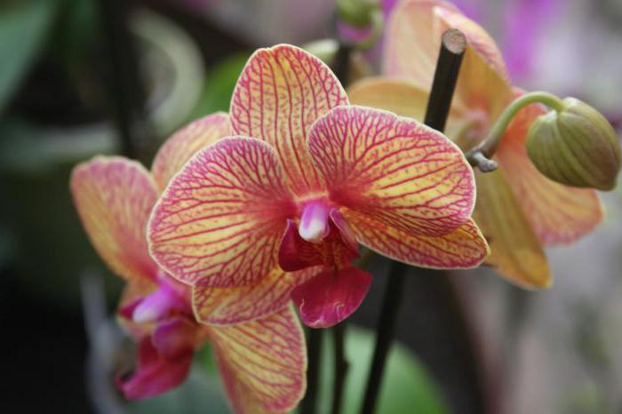 орхидея камбрия виды 