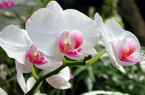 орхидея камбрия как пересаживать 