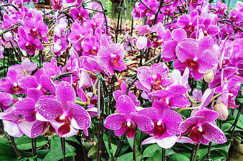 орхидея камбрия как ухаживать