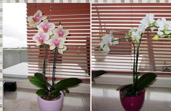 орхидея с бульбами камбрия 