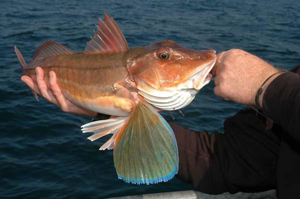морской петух рыба фото 