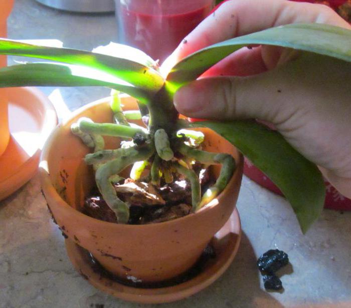 как пересадить цветущую орхидею в домашних условиях