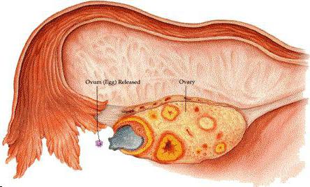 когда происходит овуляция