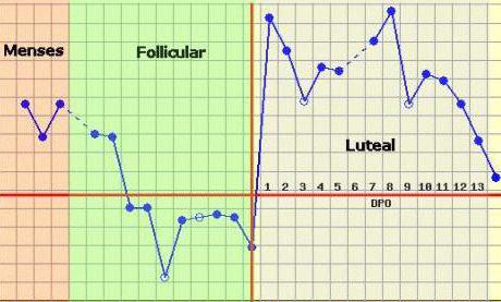 через сколько овуляция