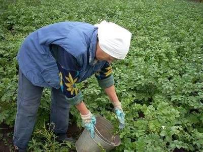 борьба с колорадским жуком с помощью горчицы