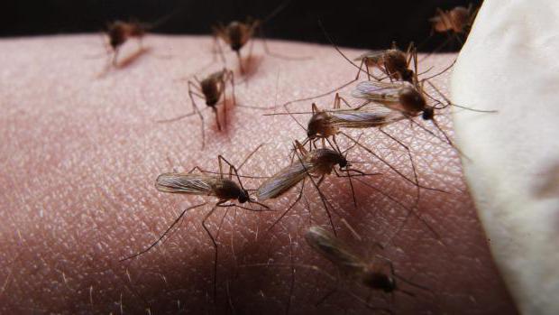 к чему снятся большие комары