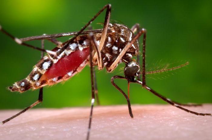 малярийный комар чем опасен для человека 