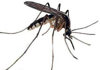 малярийный комар чем опасен фото 