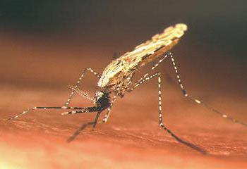 малярийный комар чем опасен 