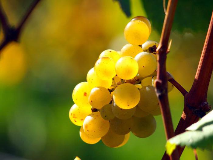 сорта винограда для подмосковья