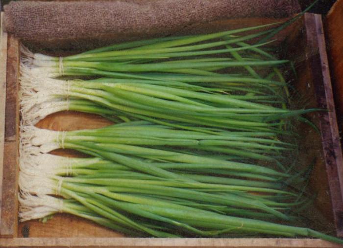зеленый лук полезные свойства и противопоказания