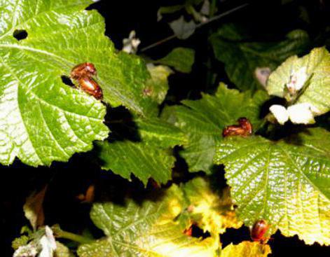 болезни винограда и их лечение