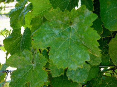 виноград болезни листьев