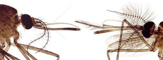 Комар самец и самка отличия