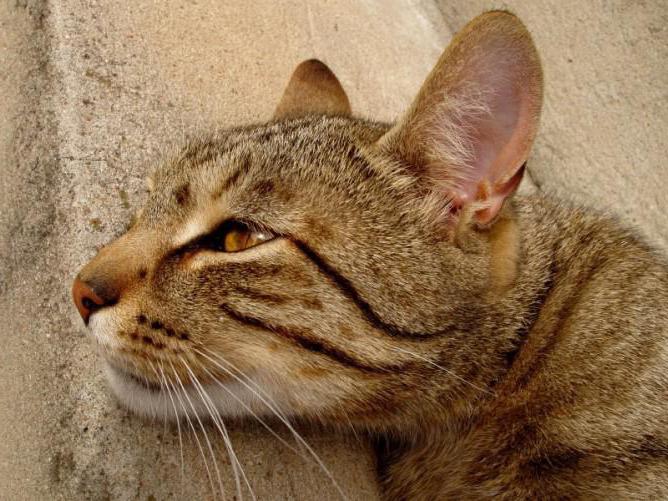 как выглядят клещи под кожей на ухе кота
