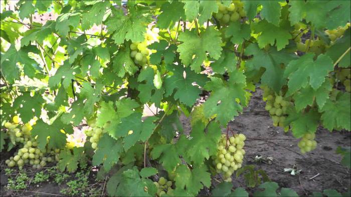 виноград кеша описание сорта
