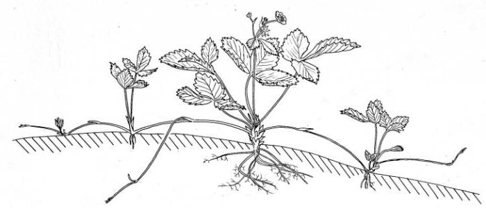 выращивание садовой земляники посадка и уход