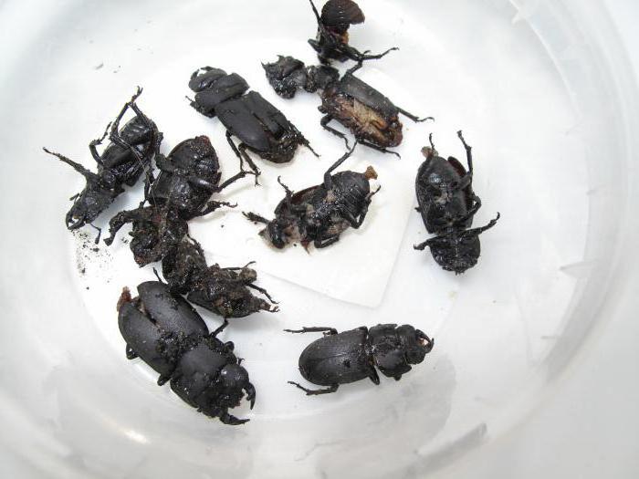 Черные жуки в доме как избавиться 