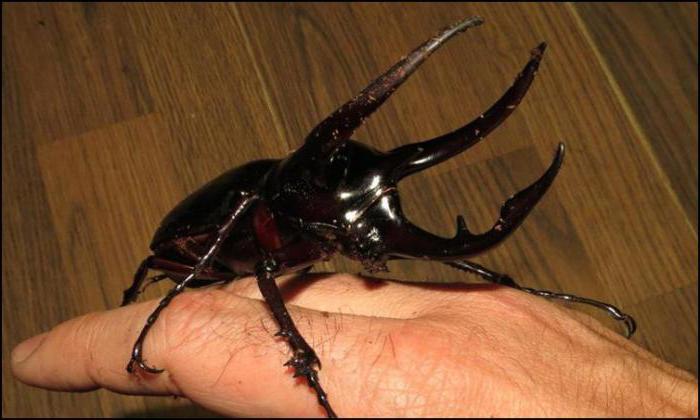 самые большие жуки в мире