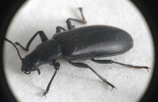 черные жуки в квартире как избавиться