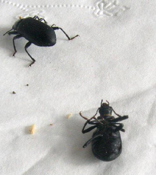 большие черные жуки в квартире