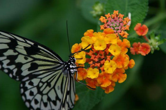 Чем питаются бабочки в природе