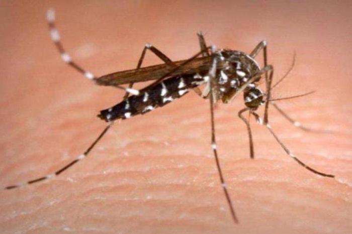 почему укус комара чешется