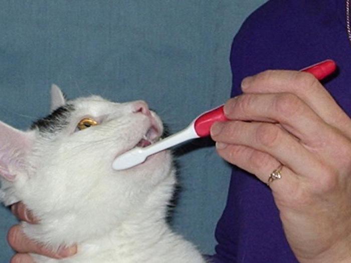 Как в домашних условиях убрать зубной камень у кошки