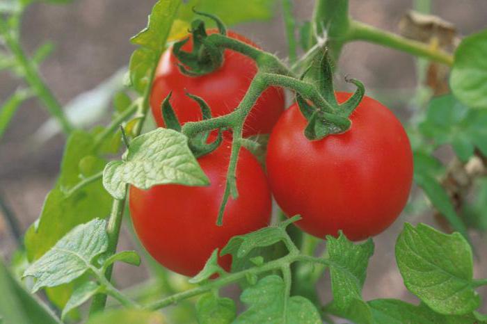выращивание помидоров пасынкование
