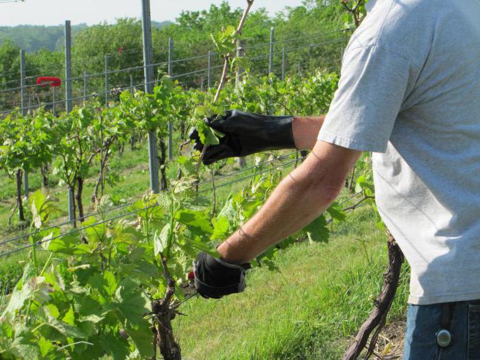 летняя обрезка винограда для начинающих