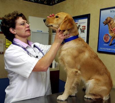 ветеринарная медицина 