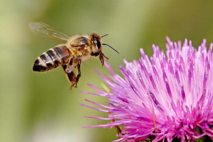 сколько живет пчела медоносная