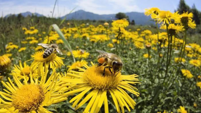 сколько живет рабочая пчела