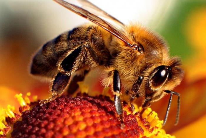сколько живет пчела