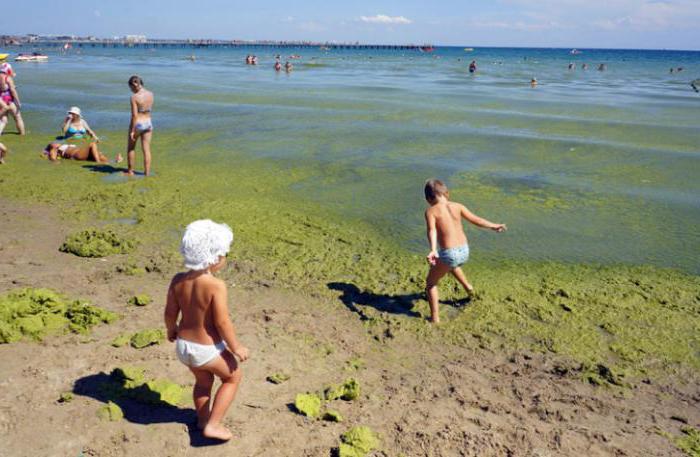 когда цветет черное море в анапе