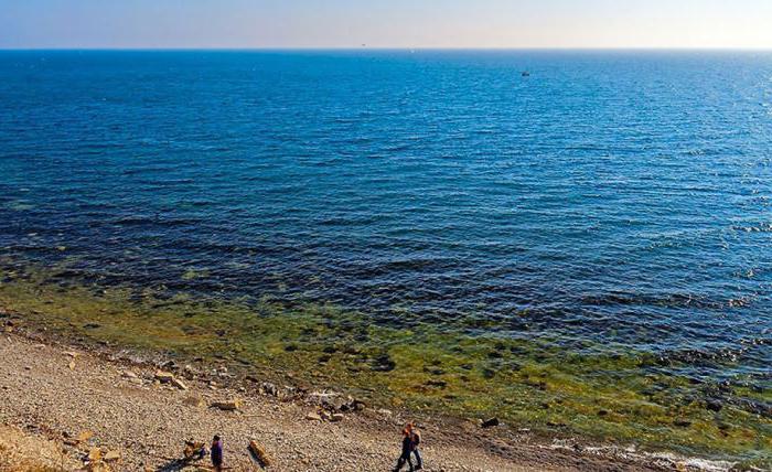 когда цветет море в анапе