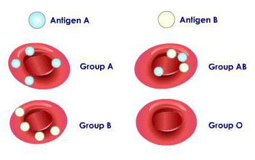 наследование групп крови у человека