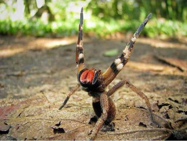 Самый ядовитый паук 