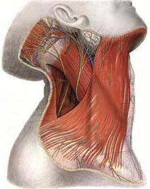 подкожная мышца шеи
