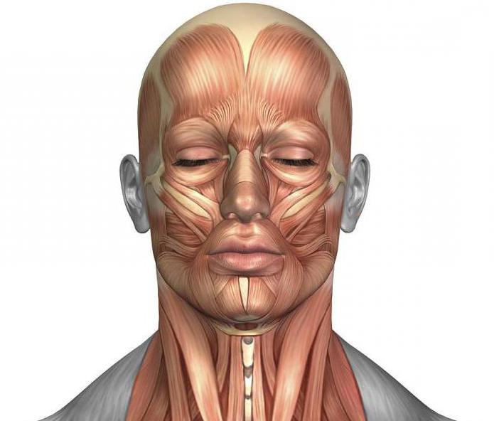 мышцы лица и шеи анатомия