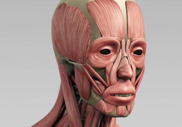 мышцы головы и шеи анатомия