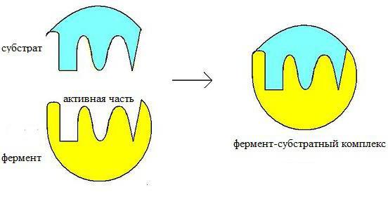 субстрат фермента это