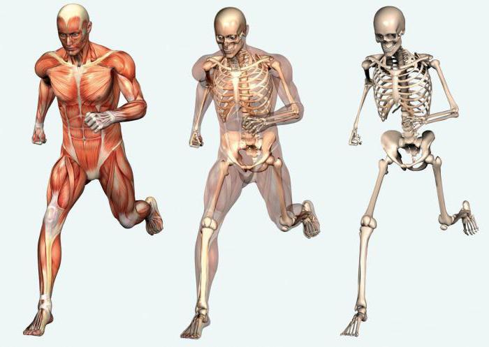 Сколько костей в теле человека