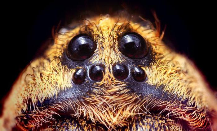 сколько глаз у паука крестовика