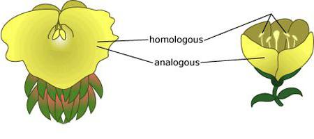 гомологичные органы растений 