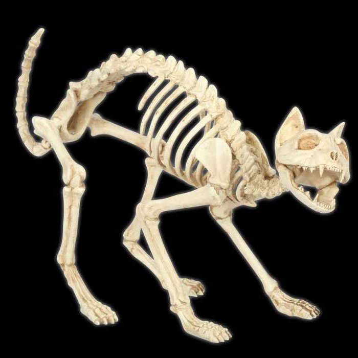 анатомия скелета кошки 