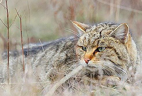 скелет лапы кошки 