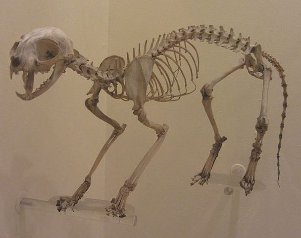 как выглядит скелет кошки 