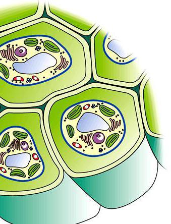 строение клеточной стенки 