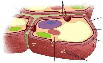 клеточная стенка животных 